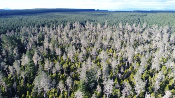 native totara and rimu planted within ponderosa pine and radata pine in background