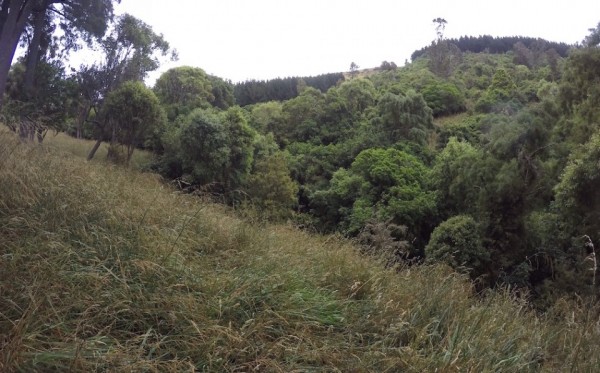 Rank grass around native forest remnant