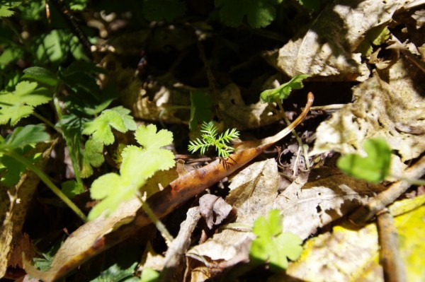 Kahikatea seedling establishment in the absence of exotic grass