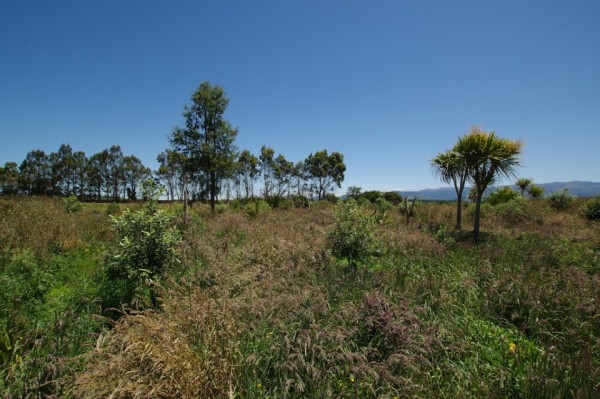 Native restorative plantings among rank grass