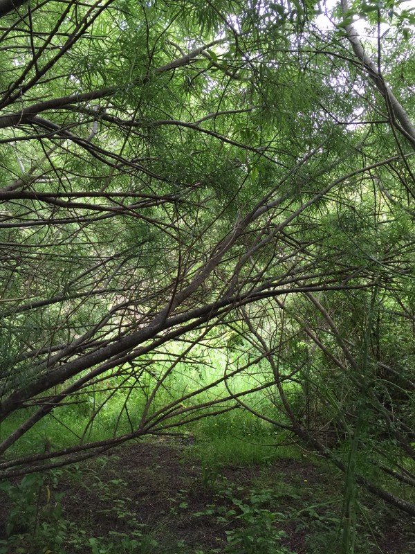 example of intact bitter willow canopy shading exotic grass2